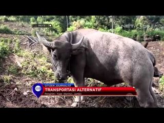 Kerbau Masih Menjadi Transportasi di Jambi - NET5
