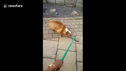 Bulldog hates broomstick and tries to attack it