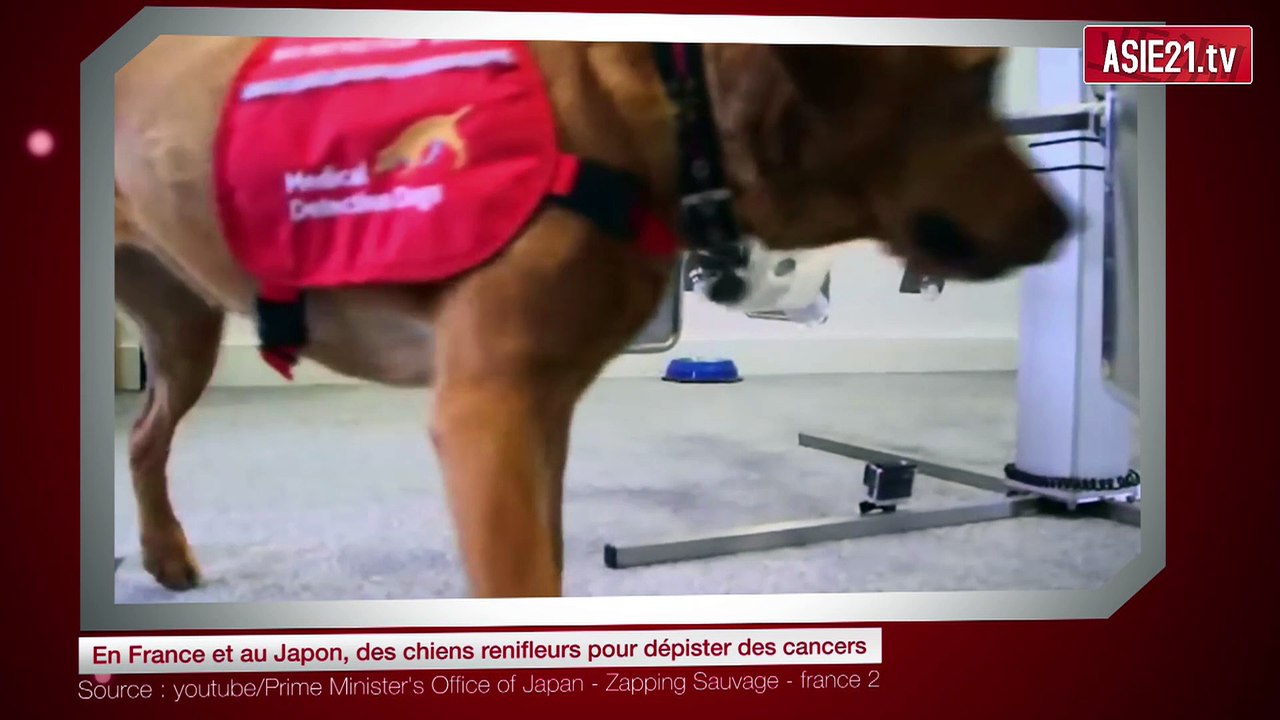 En France et au Japon, des chiens renifleurs pour dépister des cancers