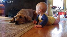 Cute Dogs and Babies Crawling Together - Adorable babies Compilation-IEEo5pIKeY0