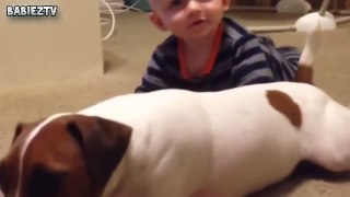 Cute Dogs and Babies Crawling Together -