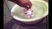Funny Cats Enjoying Bath _ Cats Tdfgrhat LOVE Water Compilation