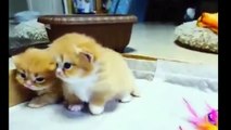 Kittens Talking and Playing with thdfgreir Moms Compilation _ Cat mom hugs baby kitten