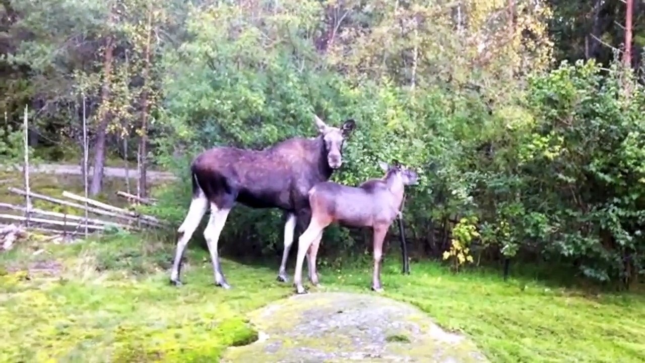 The Moose is Loose - Moose Video for Kids