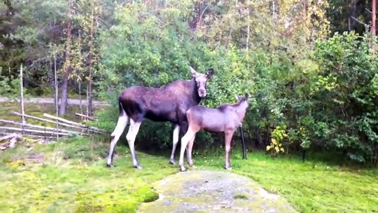 The Moose is Loose - Moose Video for Kids - Wild Animals