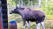 The Moose is Loose - Moose Video for Kids - Wild Animals