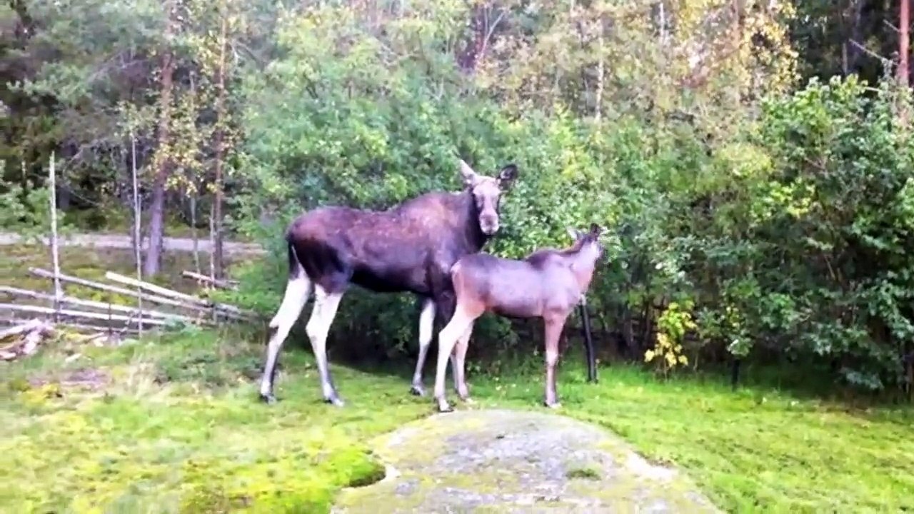 The Moose is Loose - Moose Video for Kids - Wild Animals