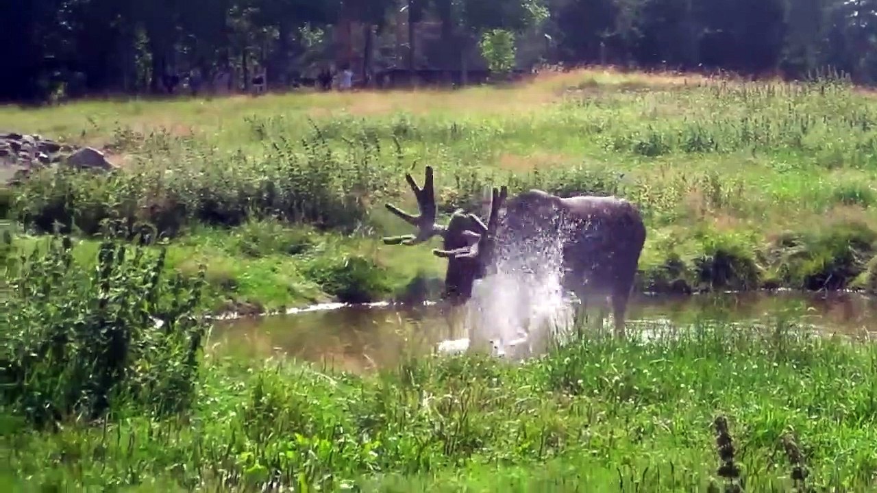 The Moose is Loose - Moose Video for Kids - Wild Animals