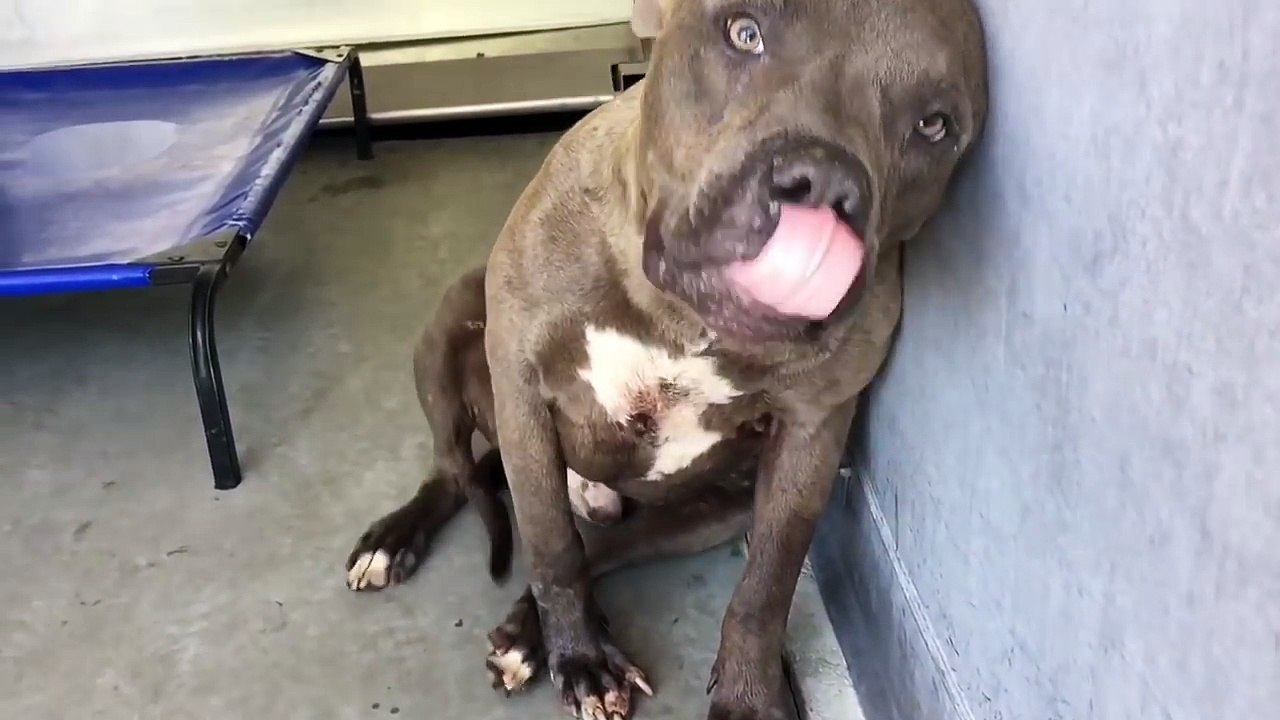 A483995 CRUZ at San Bernardino City Shelter Must watch to the end