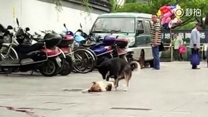 Cảm động cảnh chú chó quấn quít bên xác người bạn xấu