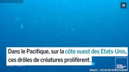 Pourquoi les concombres de mer prolifèrent à l’ouest des Etats-Unis ?