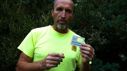 Dieulefit : un second lâcher de micro-guêpes pour "chasser" la pyrale du buis