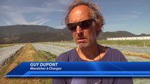 Hautes-Alpes : les agriculteurs fortement impactés par l'orage de grêle à Chorges