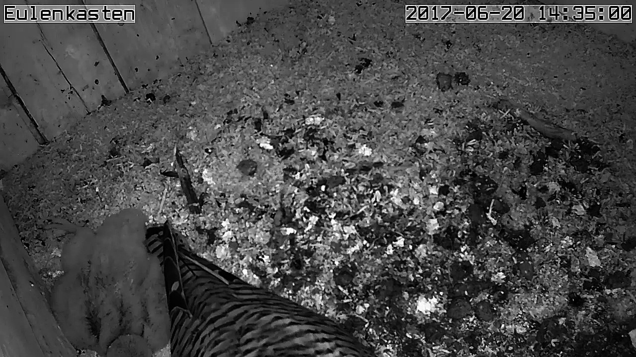 Turmfalken, 20.06.2017