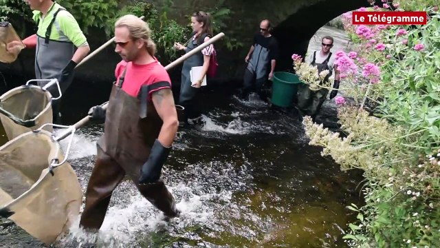 Quimperlé. Les anguilles recensées dans l'Ellé