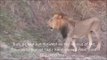 Male Lion Tries to Steal a Kill From Female Pride
