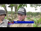 Evakuasi Bekantan Terkait Konflik dengan Warga di Kalimantan Selatan - NET16