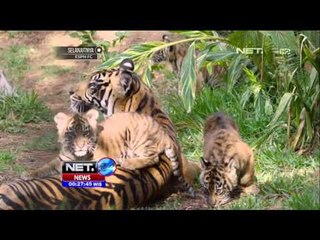 3 Anak Harimau SUmatera Tampil Pertama Kalinya di USA - NET24
