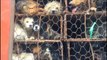 Activists rescue nearly 1,000 dogs and cats heading to slaughterhouses in China