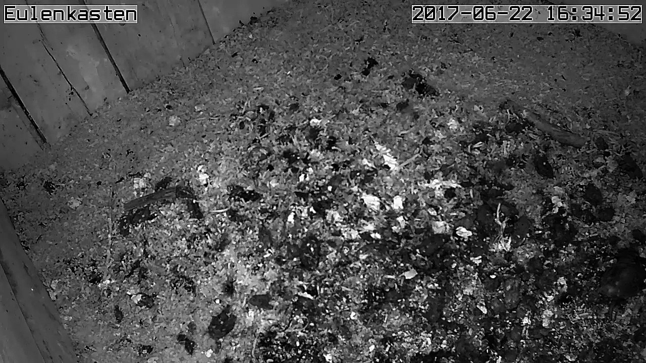 Turmfalken, 22.06.2017