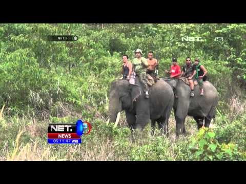 Gajah Liar di Bengkulu Banyak yang Sakit - NET5