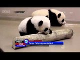 Panda Kembar Pertama Lahir di Kanada - NET5