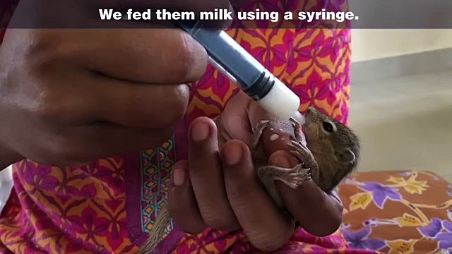 Elle sauvent 4 bébés écureuil pendant un ouragan et 4 jours plus tard leur maman vient les récupérer... Miracle