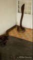 Un énorme Cobra Royal glissant à l'intérieur d'une maison près des boîtes à chaussures d'un résident terrorisé