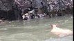 Cet ours essaye de s'extirper d'une rivière rapide !