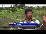 Upaya Pelestarian Gajah Sumatera  - NET12