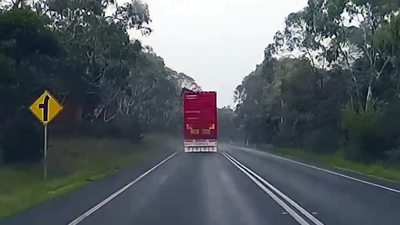 Cette vache veut s'échapper d'un camion ! Par le haut !!!