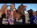 Kemeriahan Mongolia Camel Festival - NET12