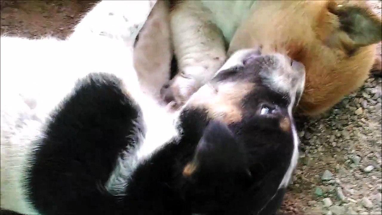 Cute Puppies