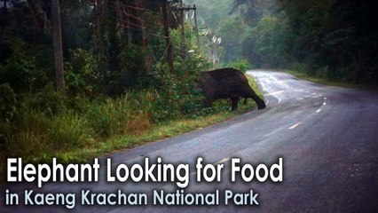 Wild Elephant Looking for Food in Kaeng Krachan National Park