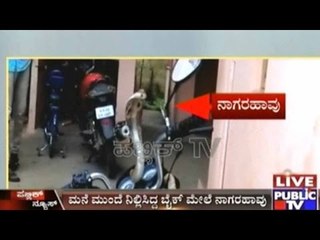 Cobra Found On Parked Bike With Head Risen