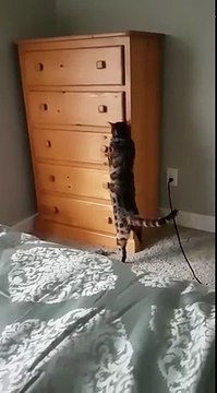 Ce chat ouvre un tiroir et se cache dedans en le fermant de l'intérieur !