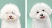 10+ DOG ADORABLE BEFORE & AFTER - Are they adorable dogs after they grew up?