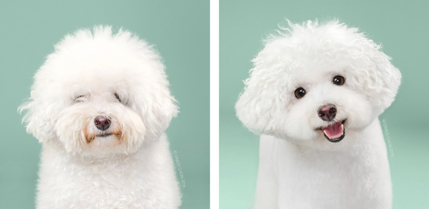 10+ DOG ADORABLE BEFORE & AFTER - Are they adorable dogs after they grew up?
