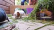 BASIC Guinea Pig & Rabbit Care _ Pets Palace sdfeKids