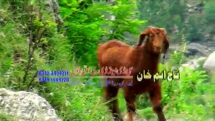 Pashto New Songs Album 2017 Azeem Khan & Soni Khan - Nemgare Meena Vol 01 - Maskoor