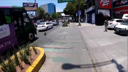 Man Chases After A Runaway Dog In Mexico City!