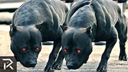 10 Guard Dogs You Don't Want To Mess With