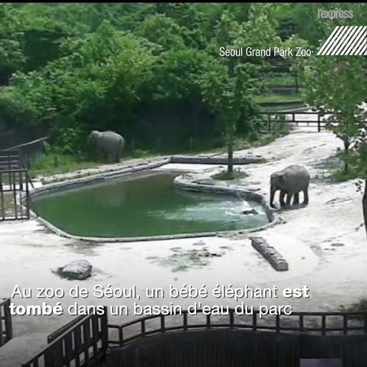 Un éléphanteau sauvé de la noyade par deux éléphants adultes