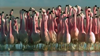 Splendide dance des flamants roses- flamants roses en dance