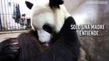 ¡Viral! Lecciones de una panda mostrando lo que solo una madre entendería