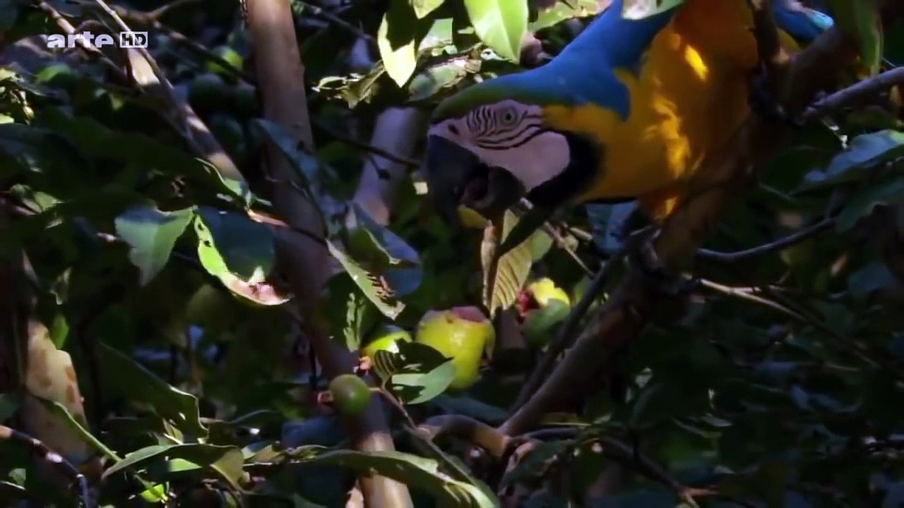 Magnifiques perroquets ara