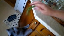 Красивая кошечка резвится на кухне | Kitty playing in the kitchen