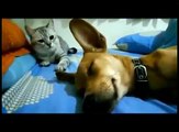 FUNNY Cats | Best FUNNY Cat Videos Ever  | FUNNY Kitty Cat Vines Compilation №45