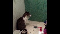 Funny Cats Enjoying Bath _ Cats That LOVE Wre