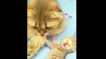 Kittens Talking and Playing with their Moms Compilation eee_ Cat mom hugs bab